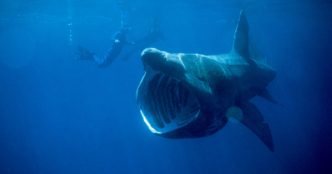 Basking Shark