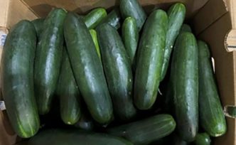 Cucumber Lawsuit Salmonella