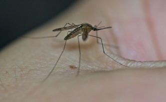 Mosquito West Nile Virus