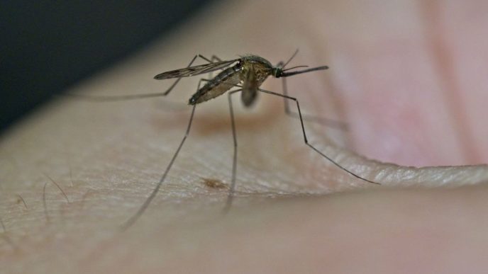 Mosquito West Nile Virus