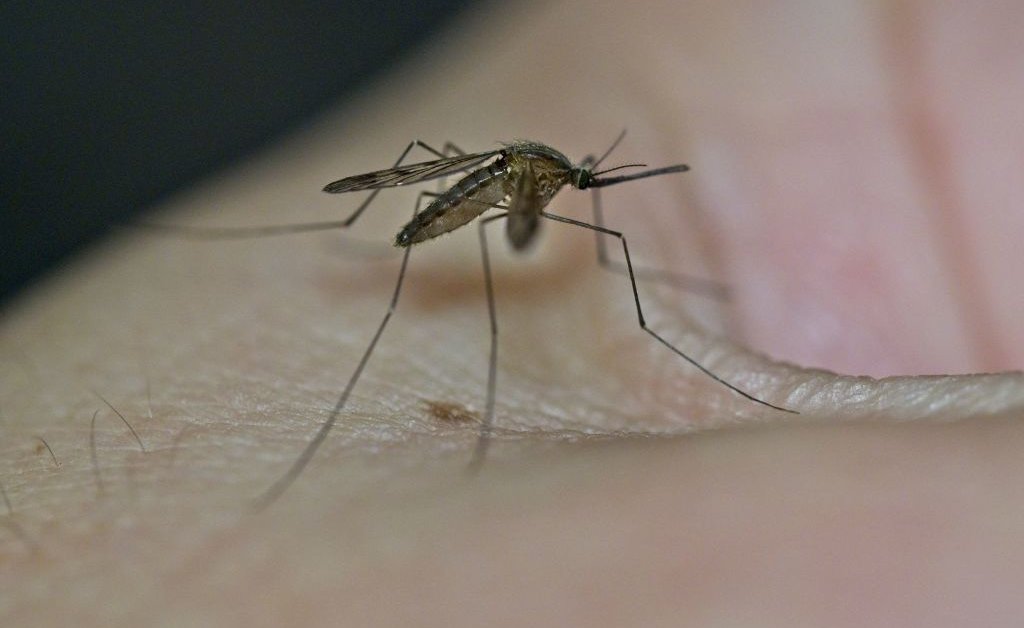 Mosquito West Nile Virus