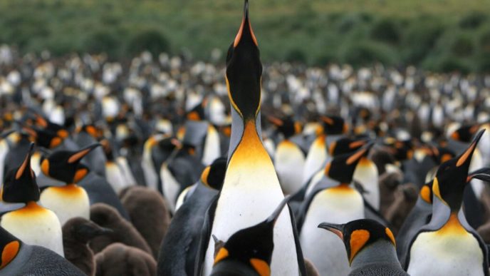 South Georgia Island 1200x580