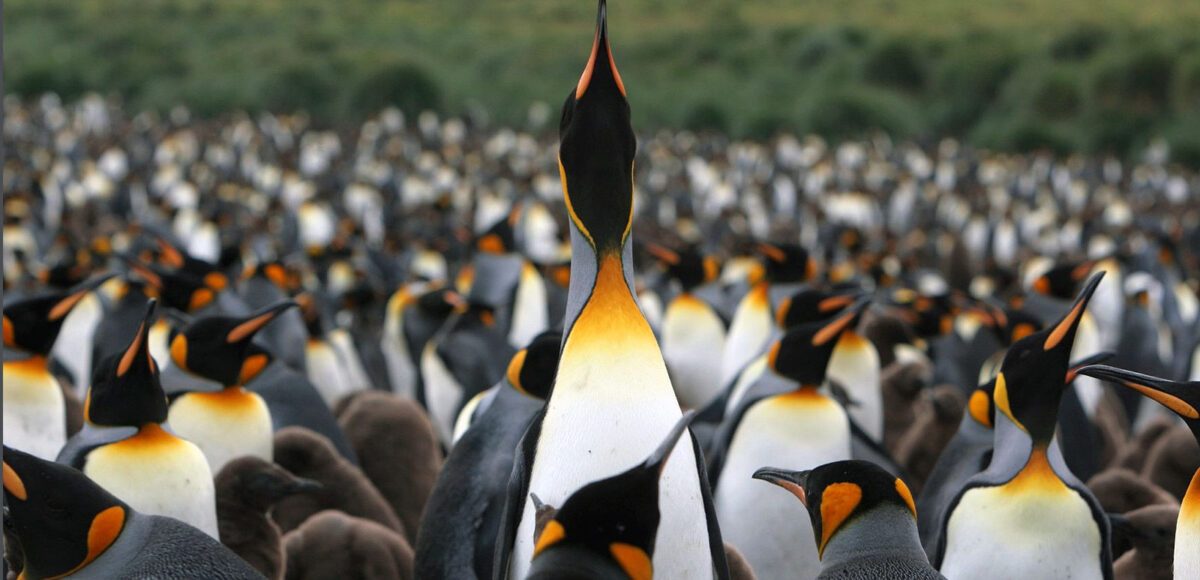 South Georgia Island