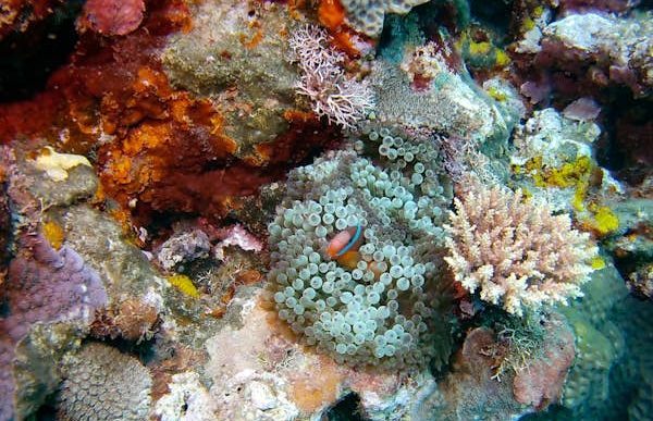 Underwater world of Tanna. Image credit Sarah Reid