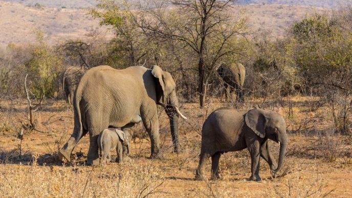 elephants