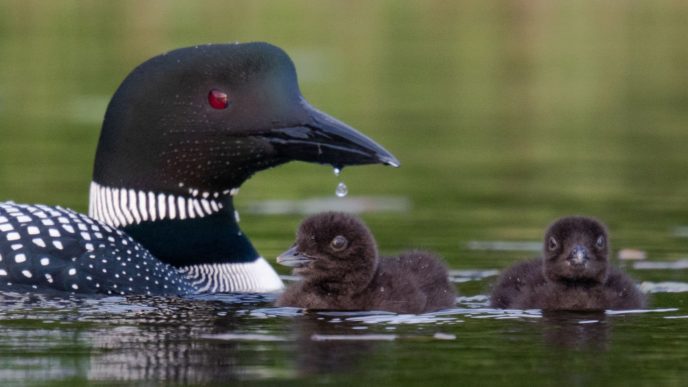 loons P6205426 1 featured