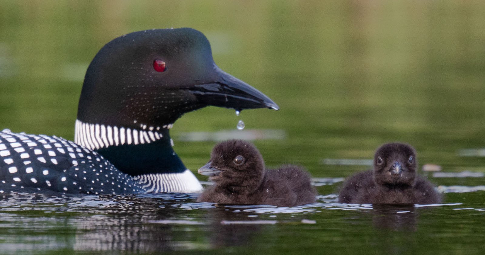 loons P6205426 1 featured