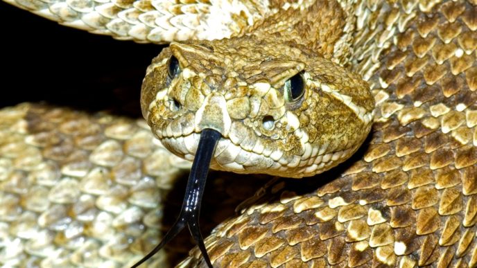 prairie rattlesnake featured image depositphotos