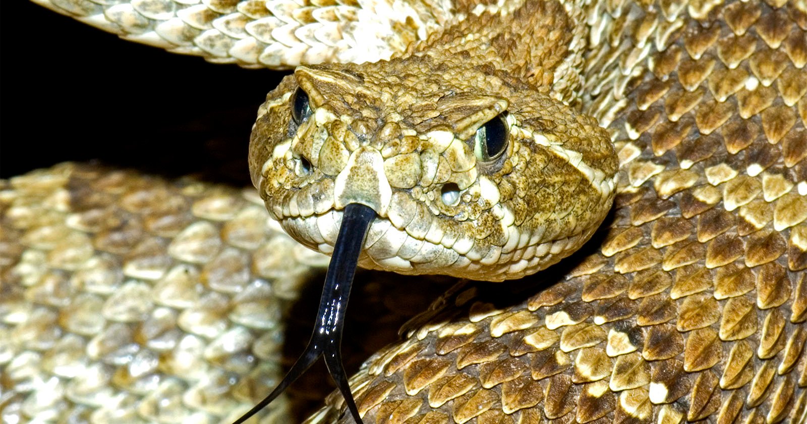 prairie rattlesnake featured image depositphotos