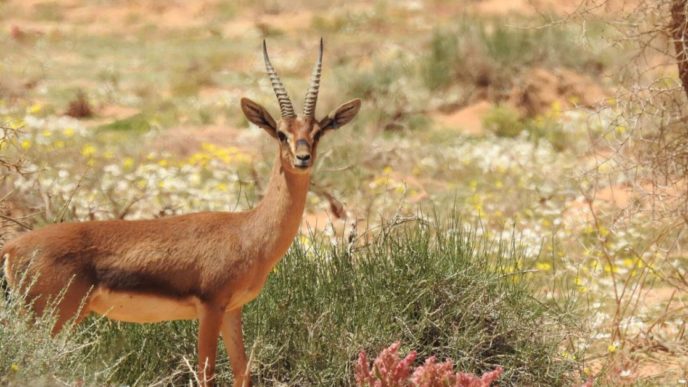 worlds greatest places sharaan nature reserve 2 2024