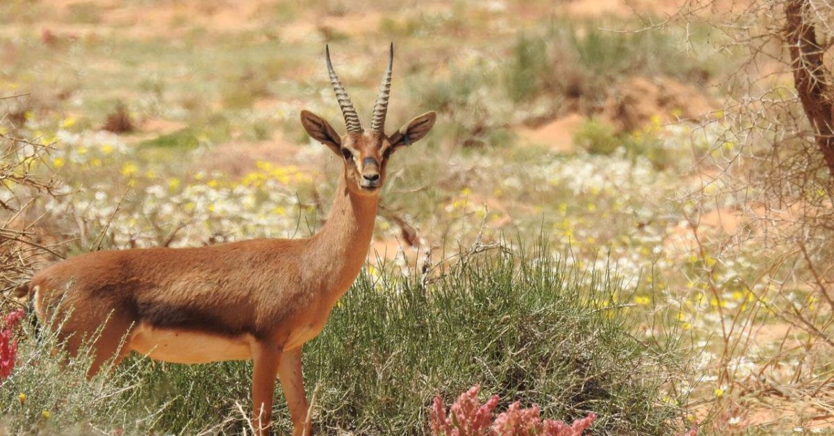 worlds greatest places sharaan nature reserve 2 2024