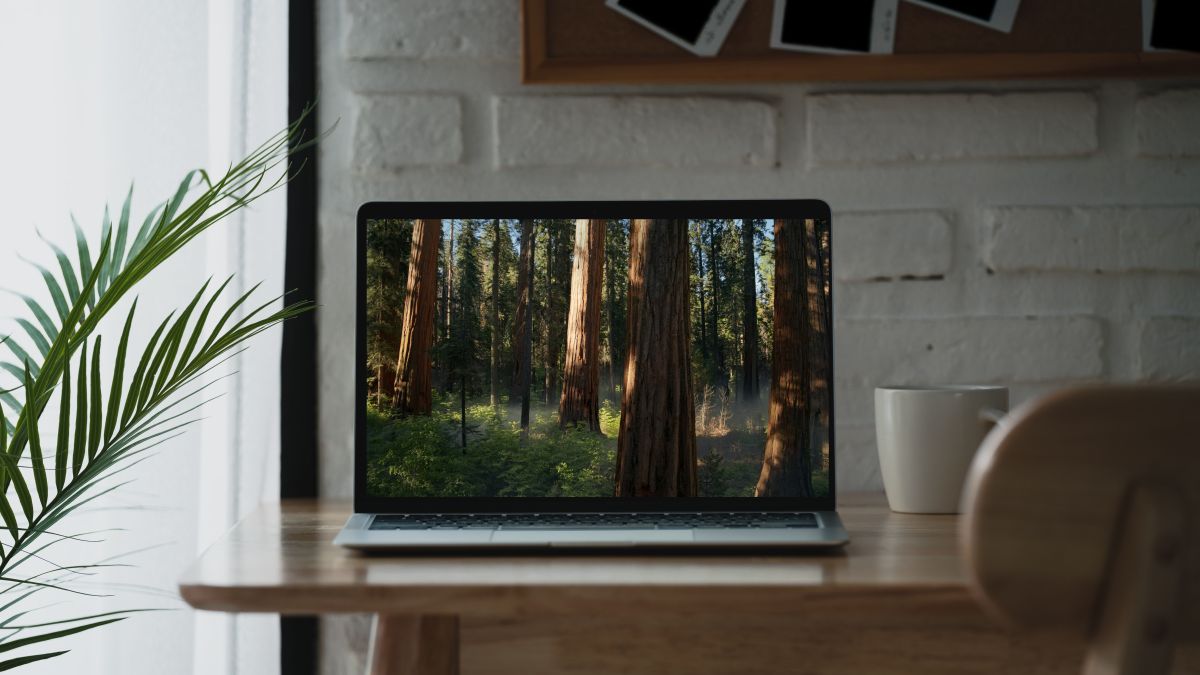 Новая бета macOS Sequoia содержит скрытые обои с лесом для спокойствия вашего рабочего стола