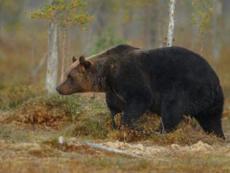 МЧС рассказало, как поступать при встрече с дикими зверями в лесу.