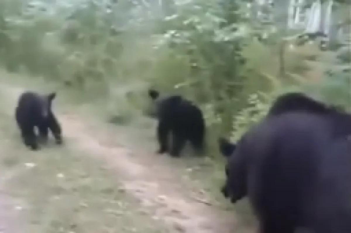 Видео прогулки жителя России с медведями завоевало популярность в англоязычных социальных сетях.