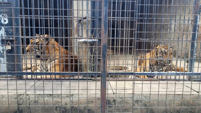 Десятки тигров в зоопарках Вьетнама погибают из-за заражения птичьим гриппом