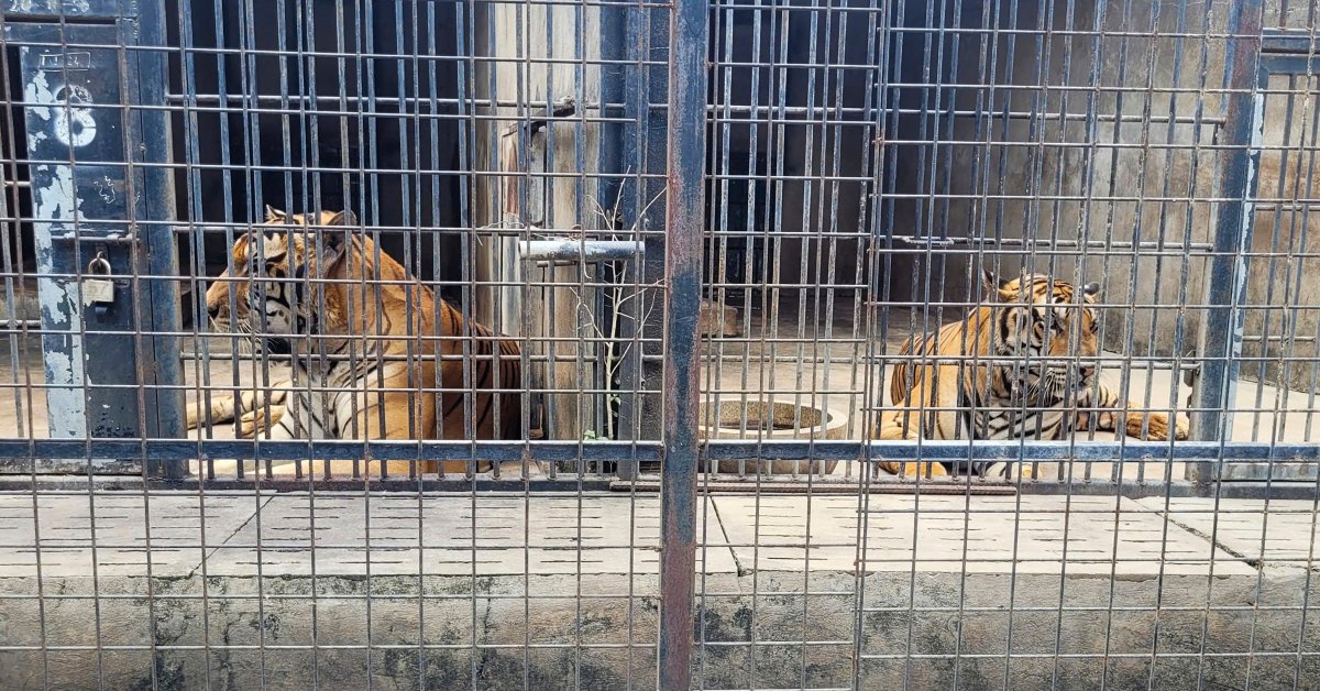 Десятки тигров в зоопарках Вьетнама погибают из-за заражения птичьим гриппом